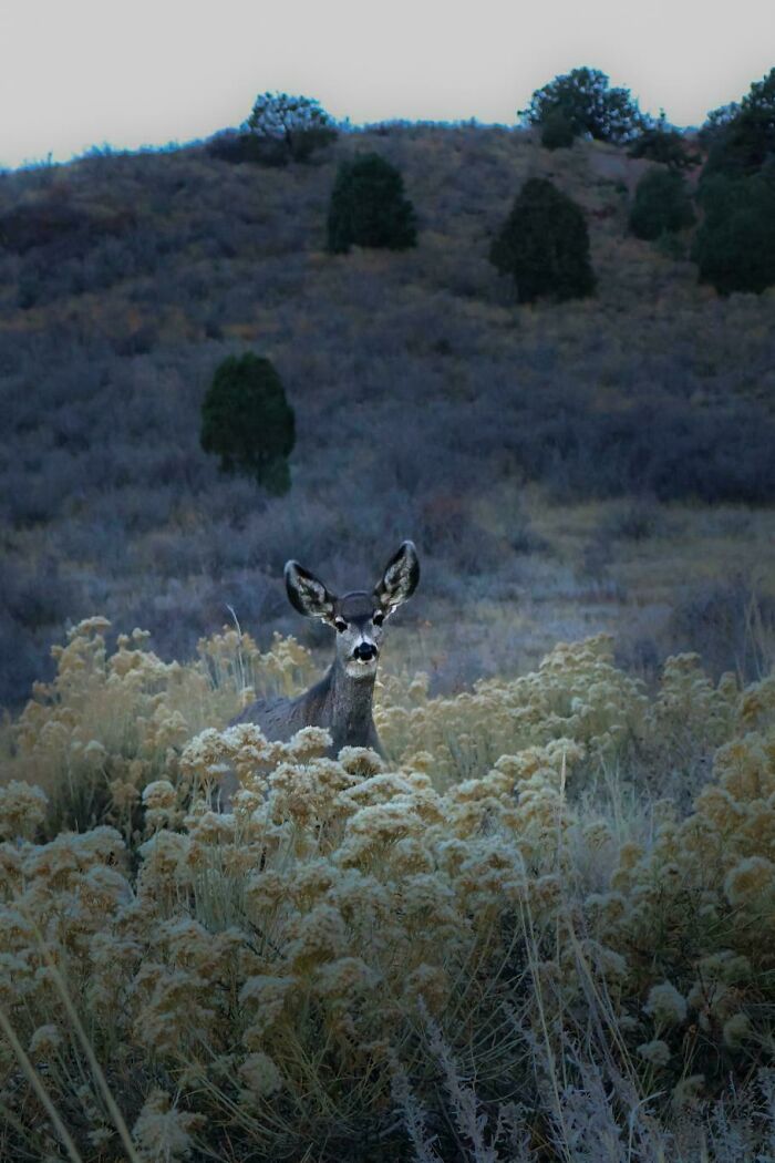 Mule Deer Doe