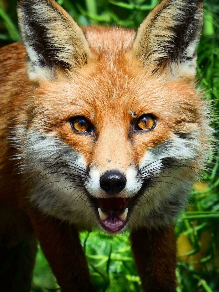 Fox Watching