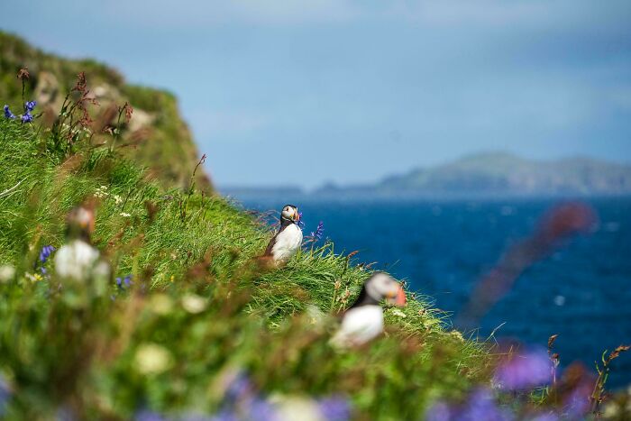 Puffins On The Isle Of Staffa, Scotland
