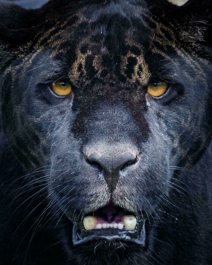 Up Close With A Melanistic Jaguar