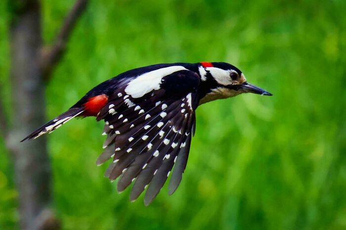 “In Flight”. Great Spotted Woodpecker, Churt, Surrey