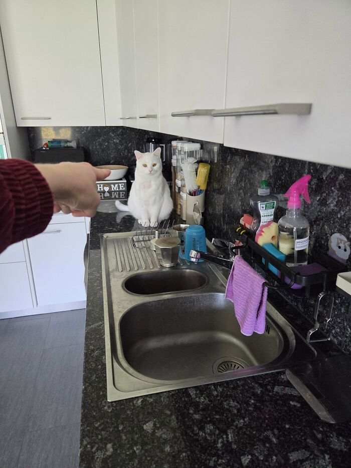 A white cat sitting on a kitchen counter, part of the not interesting community photos.