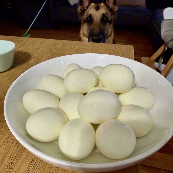 A German Shepherd dog looks intently at a bowl full of peeled hard-boiled eggs, showing a not interesting but invested scene.