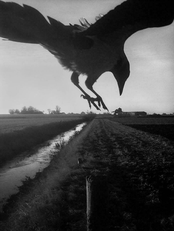 Black and white photo of bird flying low over rural field during sunset