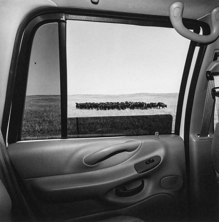 View from inside car looking out at herd of bison on open plains
