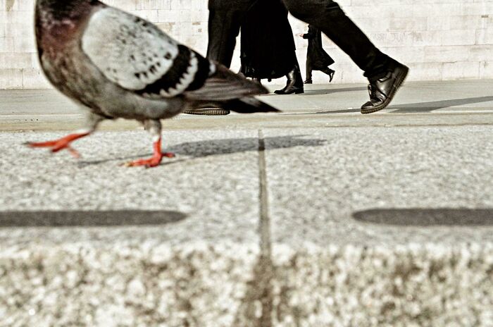 Close up of pigeon walking on pavement with people's legs in background