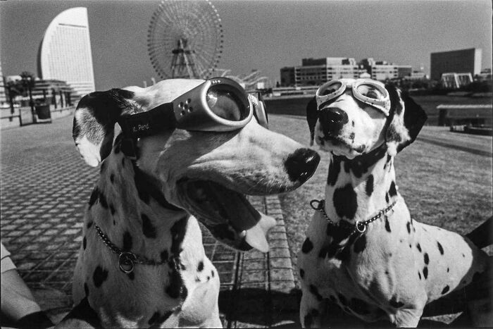 Two Dalmatian dogs wearing goggles outdoors near water