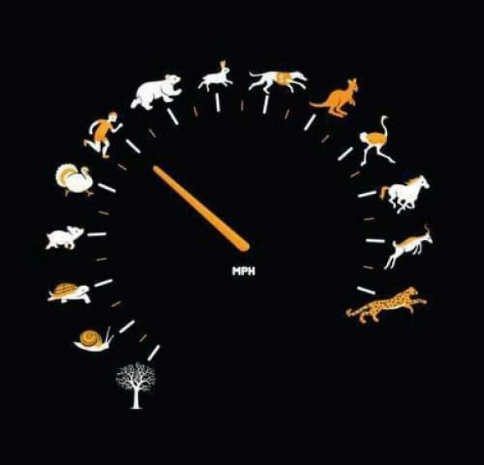 Creative animal-themed speedometer design illustrating various animal speeds