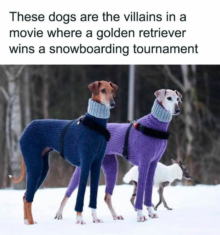 Two dogs in full-body sweaters, one blue and one purple, walking in the snow, a post for entertained at work.