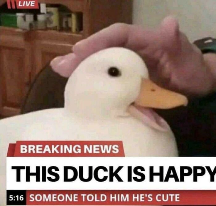 A meme with a duck and a breaking news banner, stating This Duck Is Happy, for entertainment posts.