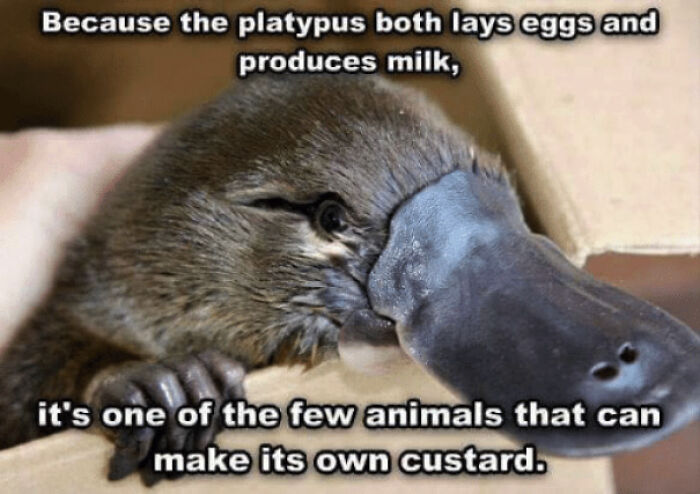 A humorous image of a platypus, noting it lays eggs and produces milk, for entertainment posts.