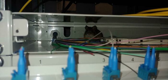 A small rodent peeking out from tangled fiber optic cables inside an electronics panel, illustrating an unexpected IT challenge.