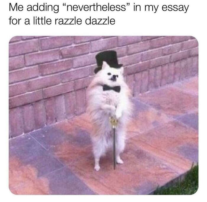 A fluffy white dog wearing a top hat and holding a cane, with the caption Me adding nevertheless in my essay for a little razzle dazzle. This post might entertain you when you get bored at work.