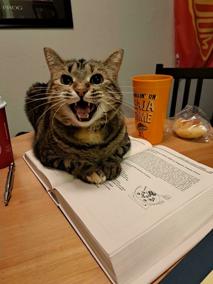 Hilarious cat meowing loudly while sitting on an open book on a table