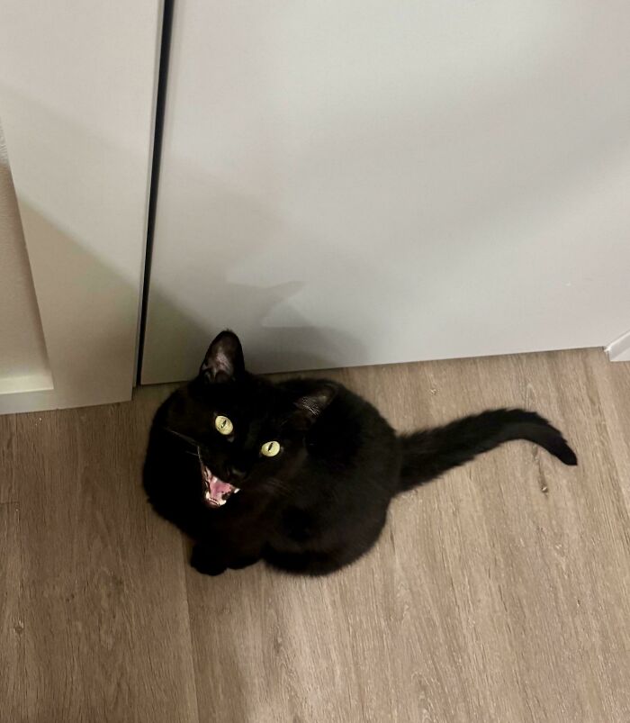 Black cat meowing on wooden floor