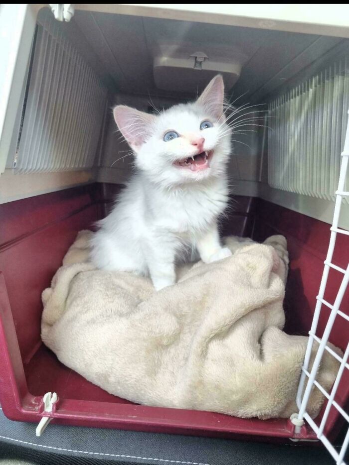 White kitten meowing inside pet carrier