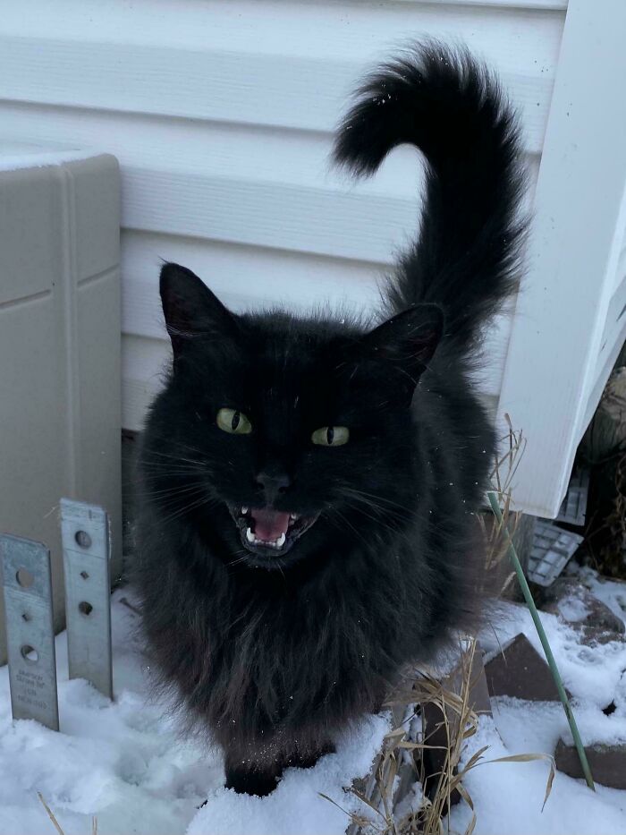 Fluffy black cat meowing outside in snow