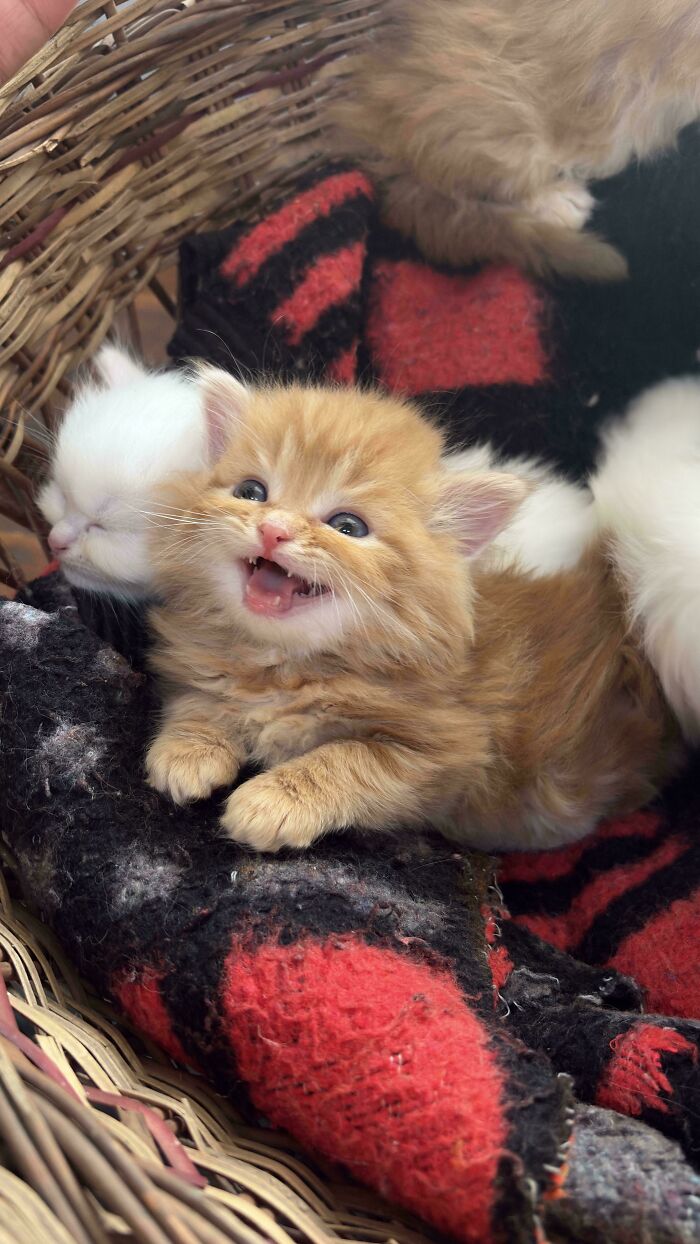 Orange kitten meowing in basket with blanket