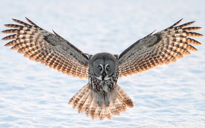 2025 Chromatic Awards owl gliding low over snowy ground with wings fully spread