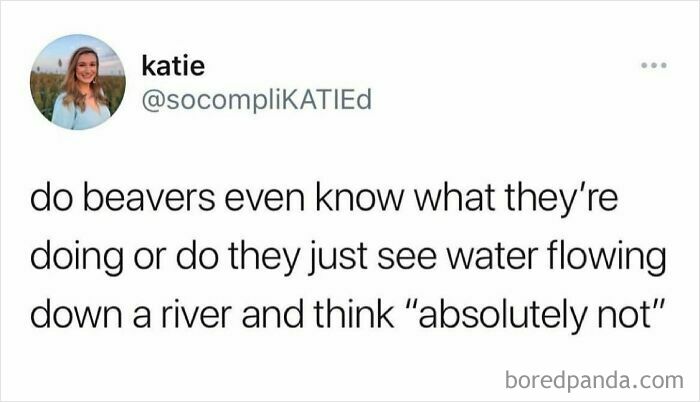 Funny parenting meme questioning if beavers know what they're doing with rivers