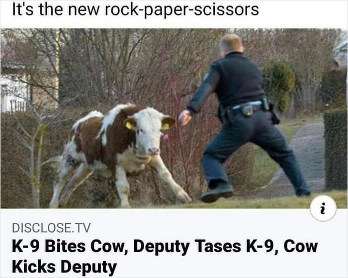 A news headline and image about a K-9 biting a cow and a deputy being kicked, for miscellaneous posts.