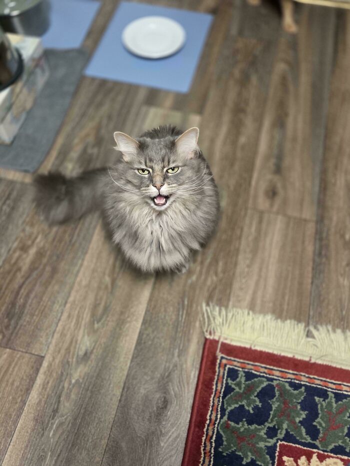 Fluffy gray cat meowing on wooden floor near rugs