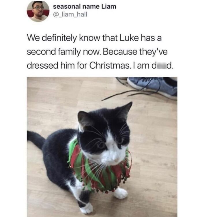 This Instagram Page With Millions Of Followers Shares Some Of The Most Relatable Cat Memes On The Internet (38 Pics)