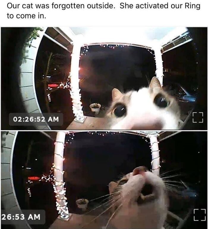 This Instagram Page With Millions Of Followers Shares Some Of The Most Relatable Cat Memes On The Internet (38 Pics)