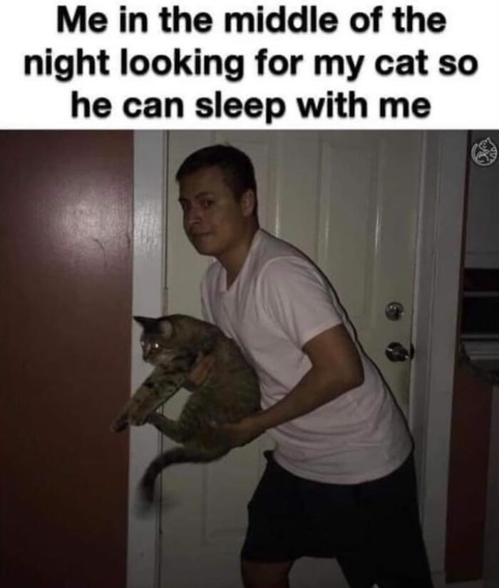 This Instagram Page With Millions Of Followers Shares Some Of The Most Relatable Cat Memes On The Internet (38 Pics)