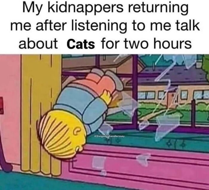 This Instagram Page With Millions Of Followers Shares Some Of The Most Relatable Cat Memes On The Internet (38 Pics)