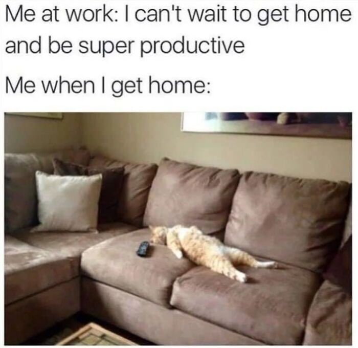 This Instagram Page With Millions Of Followers Shares Some Of The Most Relatable Cat Memes On The Internet (38 Pics)