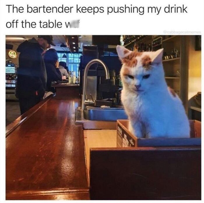 This Instagram Page With Millions Of Followers Shares Some Of The Most Relatable Cat Memes On The Internet (38 Pics)