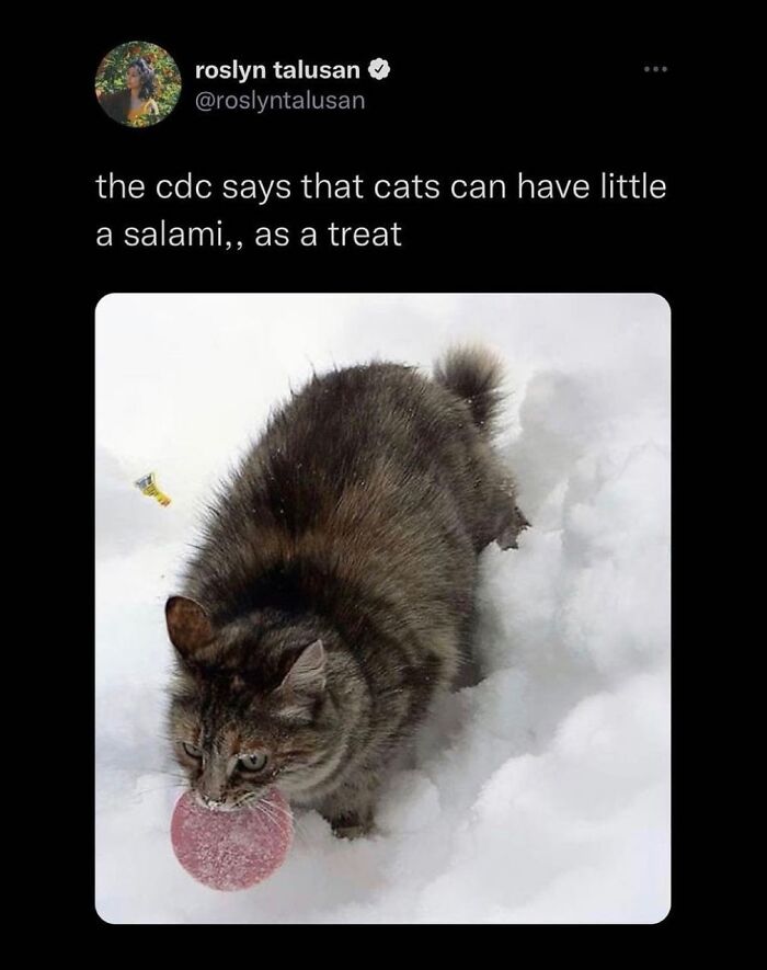 This Instagram Page With Millions Of Followers Shares Some Of The Most Relatable Cat Memes On The Internet (38 Pics)