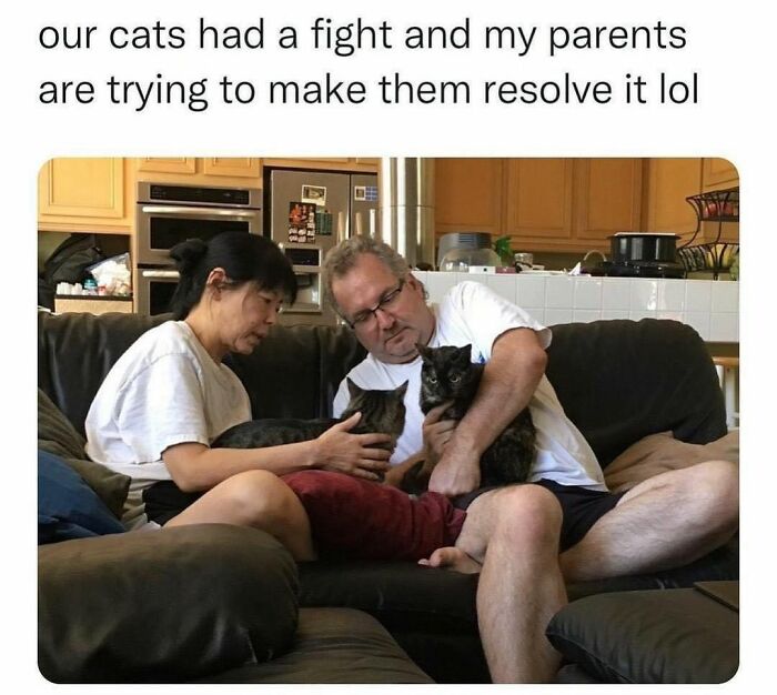 This Instagram Page With Millions Of Followers Shares Some Of The Most Relatable Cat Memes On The Internet (38 Pics)