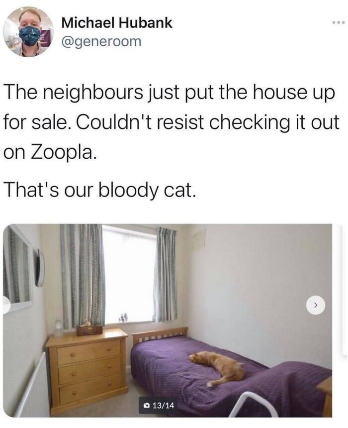 This Instagram Page With Millions Of Followers Shares Some Of The Most Relatable Cat Memes On The Internet (38 Pics)