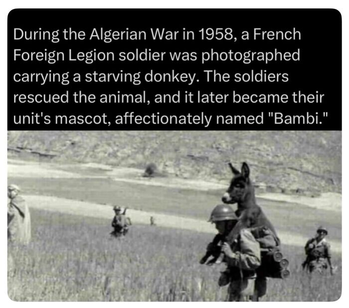 Historical image from the Algerian War, showing a French Foreign Legion soldier carrying a donkey, explaining all wars.