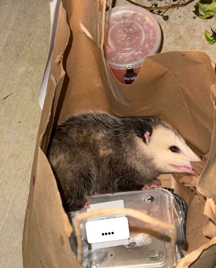 A opossum sitting in a food delivery bag, showcasing a funny or infuriating food delivery fail.