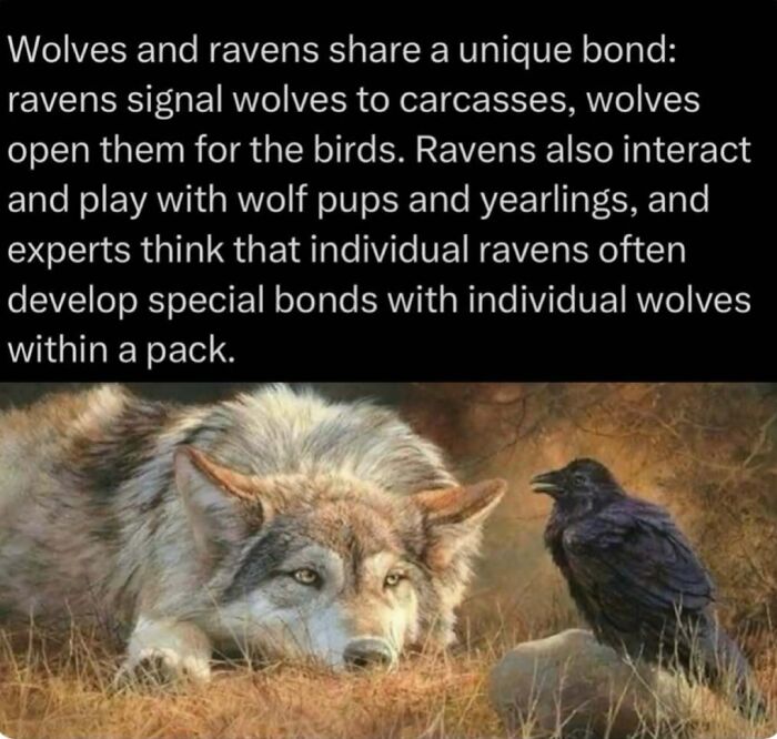 Wolves and ravens share a unique bond with interaction and mutual benefits in nature