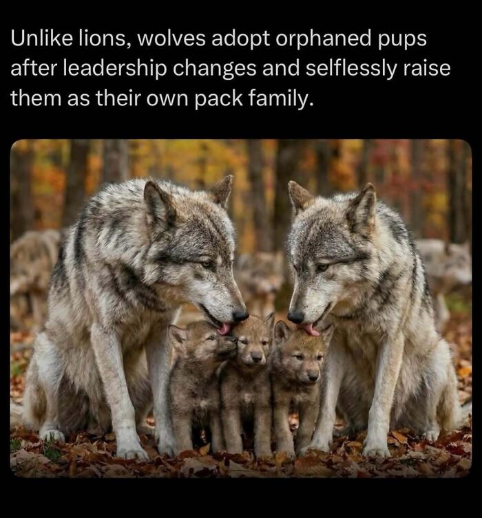 Wolf parents caring for orphaned pups in forest pack family
