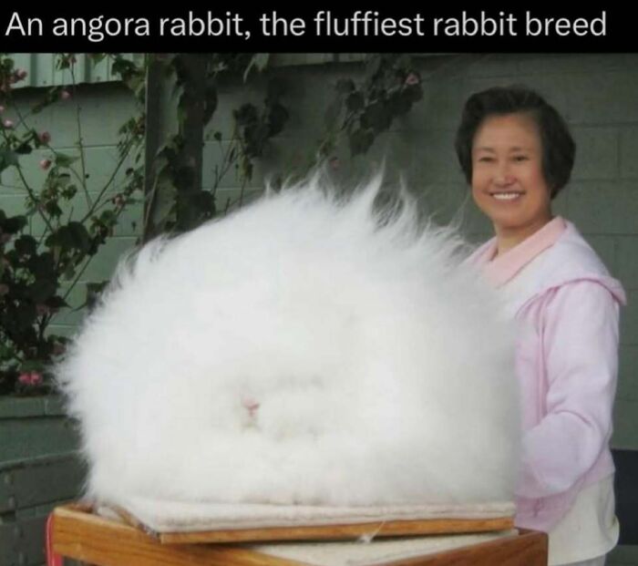 Extremely fluffy angora rabbit breed with a smiling woman behind it