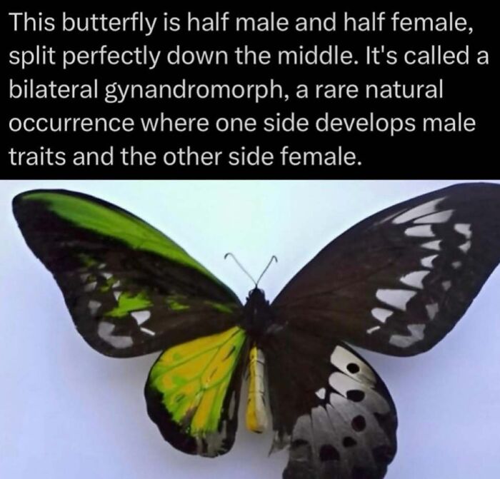 Butterfly showing bilateral gynandromorph with male and female traits split