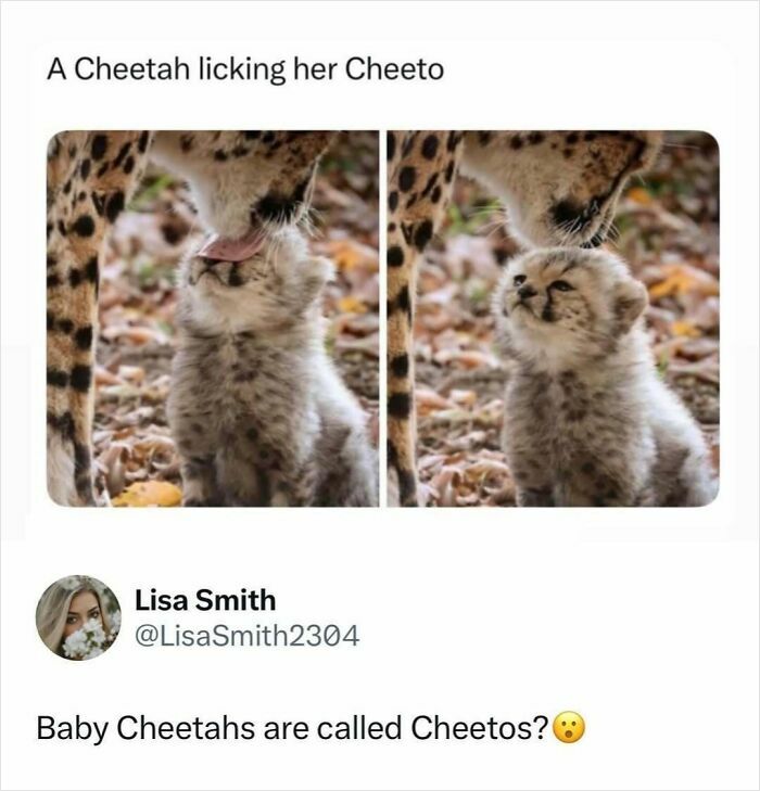 Baby cheetah being licked by mother cute cheetah cub moment