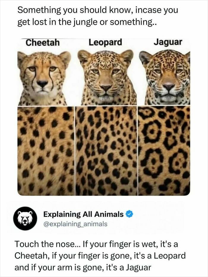 Comparison of cheetah, leopard, and jaguar spot patterns to identify animals