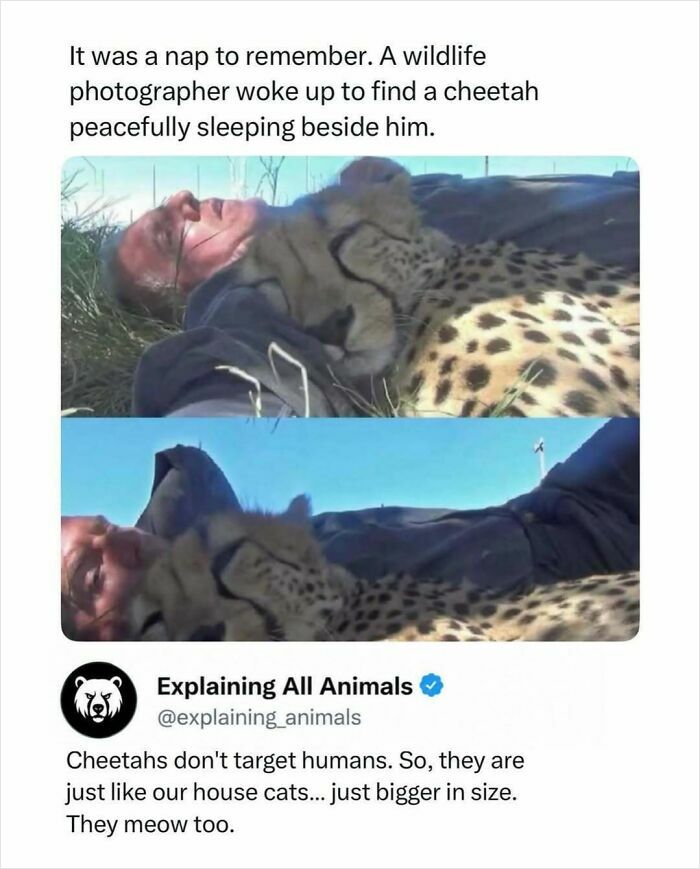 Wildlife photographer napping with cheetah showing cheetah behavior similar to house cats