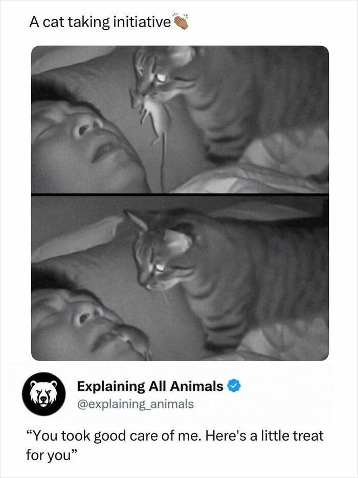 Cat giving a mouse to human as a treat demonstrates caring animal behavior