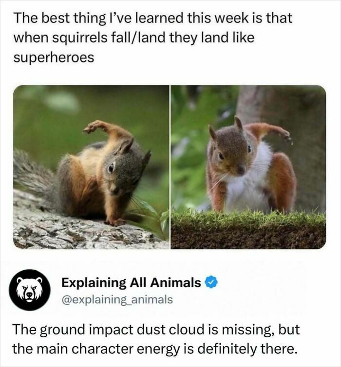 Squirrel landing like superhero captured in two action shots