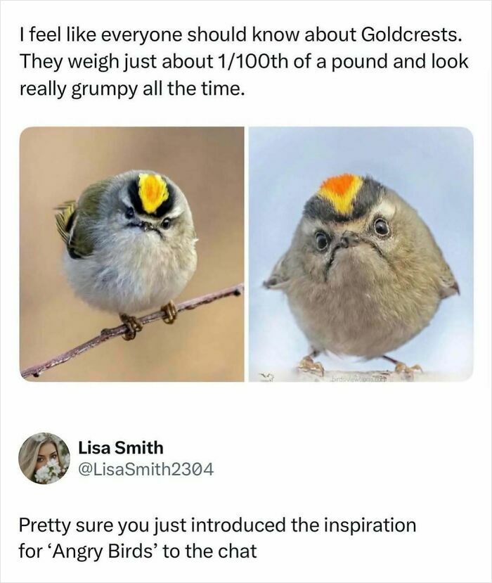Goldcrest birds weighing 1 100th of a pound with grumpy looks