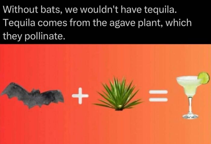 Bats pollinate agave plants essential for tequila production shown with simple graphic