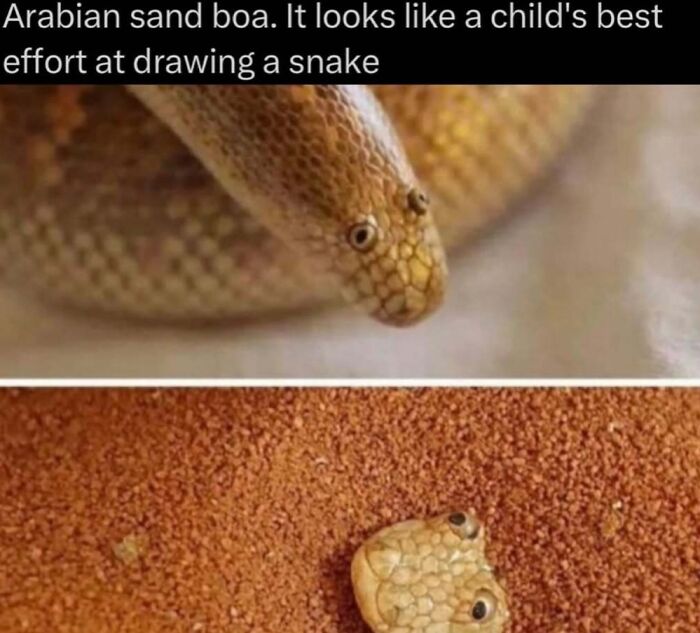 Closeup of Arabian sand boa snake resembling a child's drawing of a snake