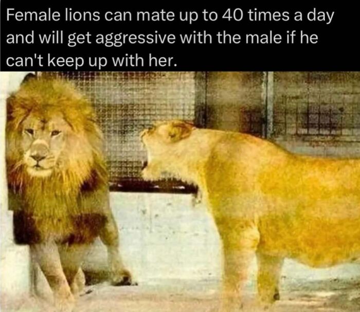 Female lion growling at male lion illustrating mating behavior